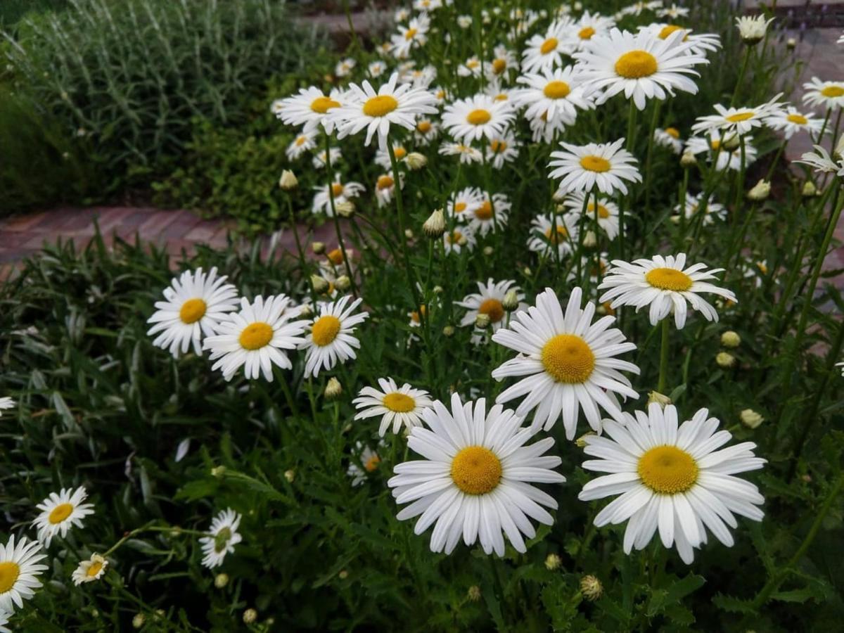Daisy Place Франсгук Екстер'єр фото